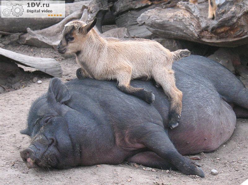 Любовь зла, полюбишь и козла.