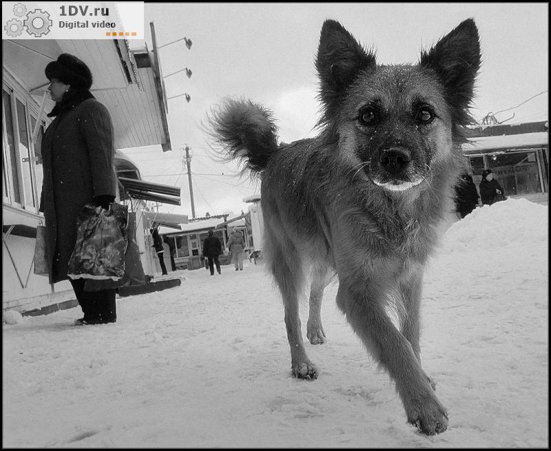 Фото жизнь - Саломакин Олег  - ЖАНР - 